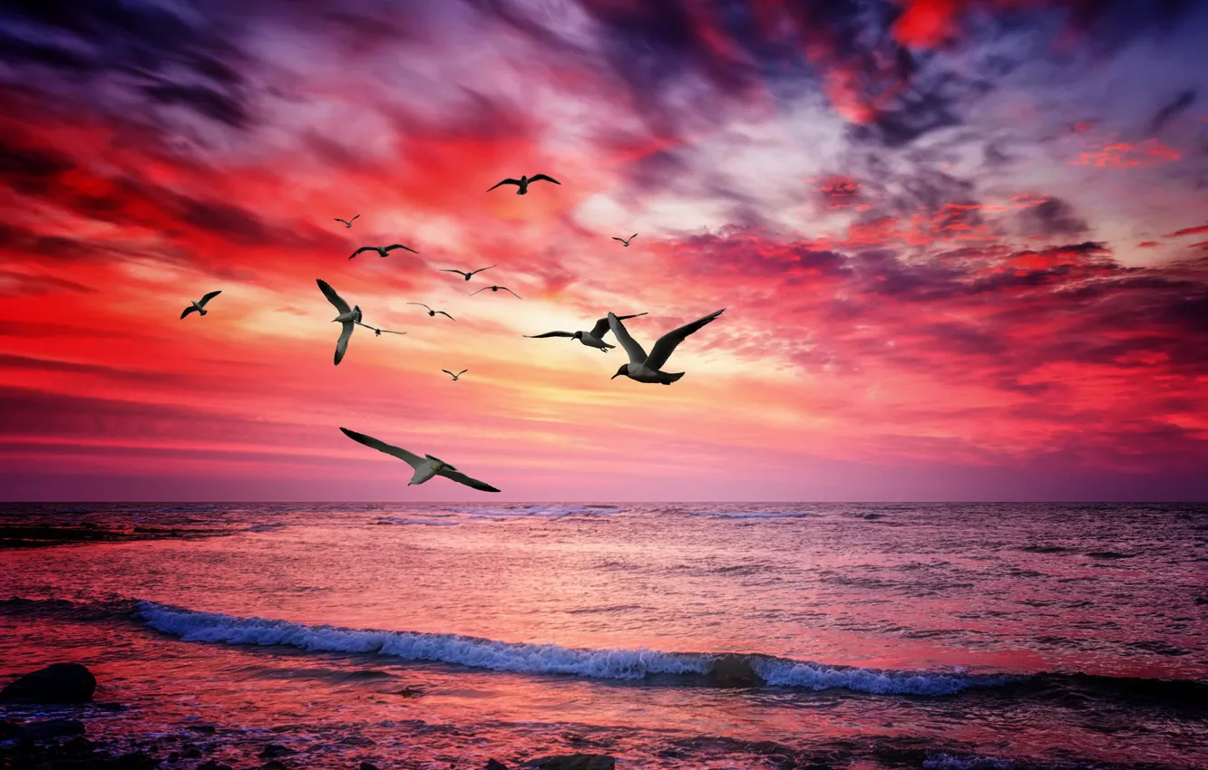 Photo wallpaper sea, sunset, birds
