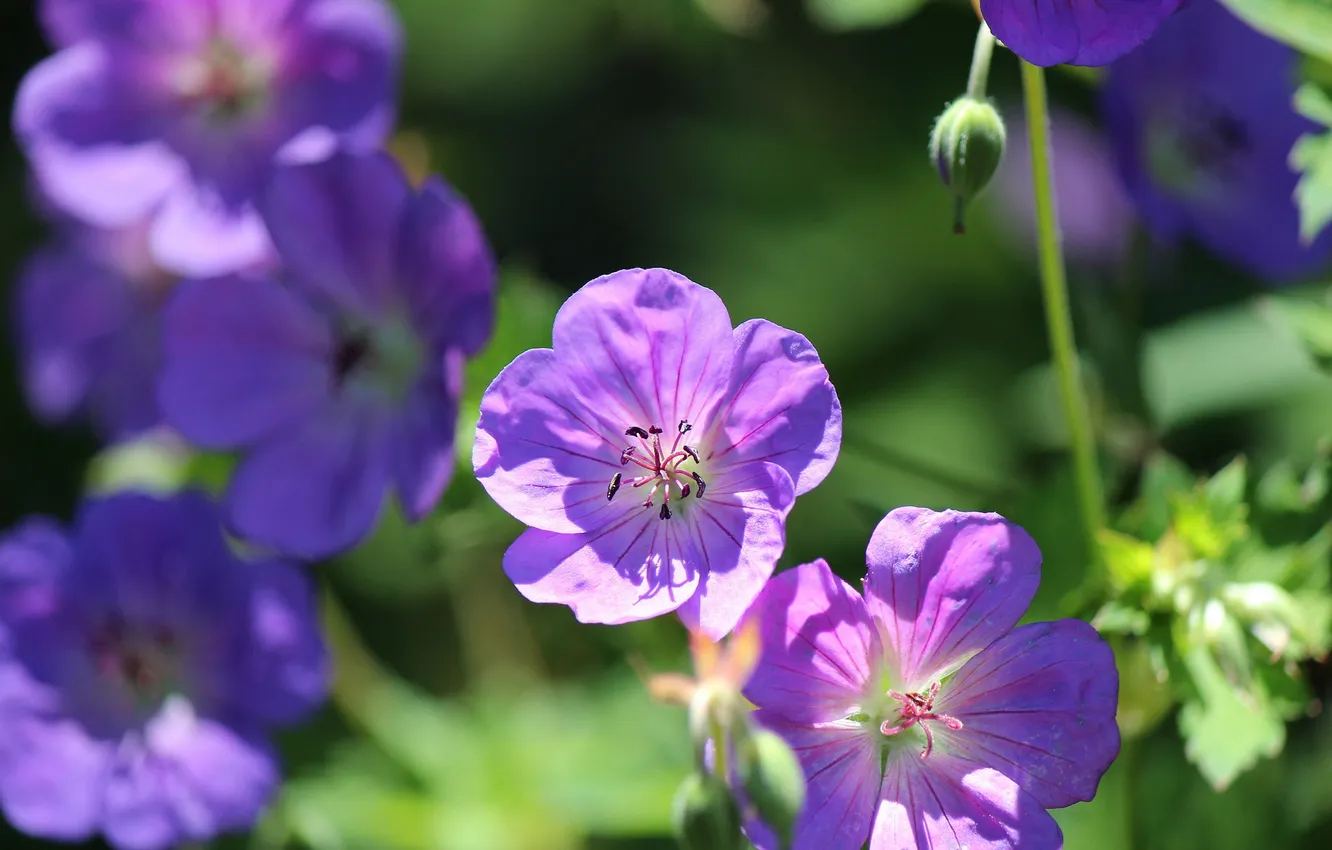 Photo wallpaper nature, petals, garden, yard, flowerbed