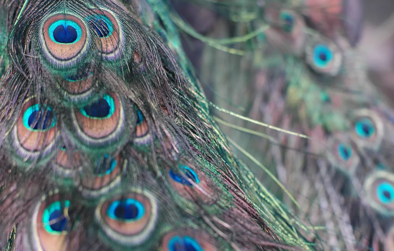 Photo wallpaper pen, feathers, peacock