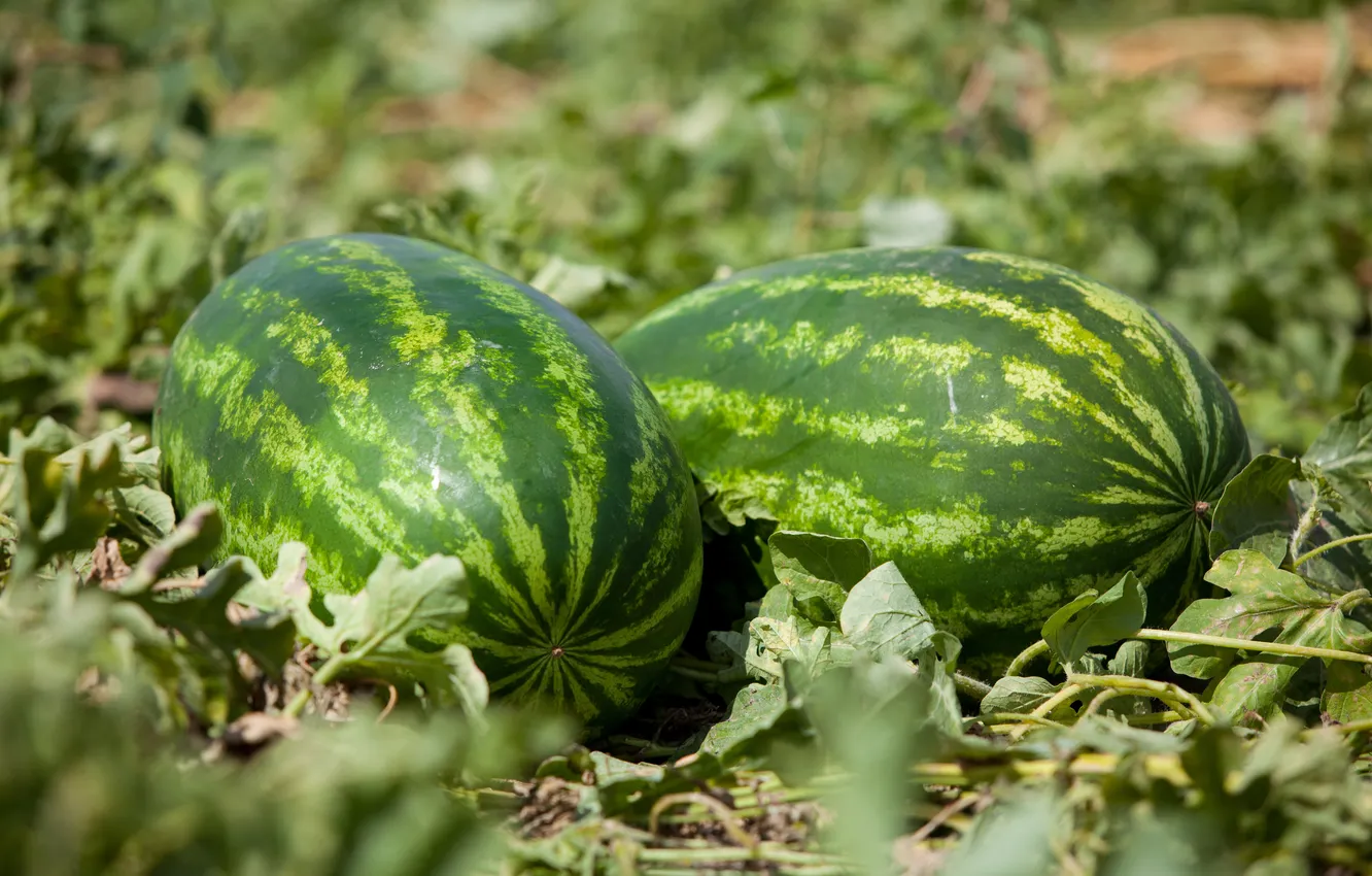 Photo wallpaper field, nature, watermelons