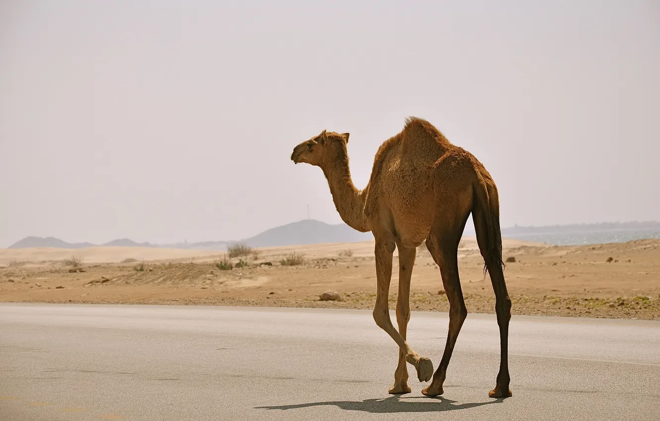 Photo wallpaper road, nature, camel