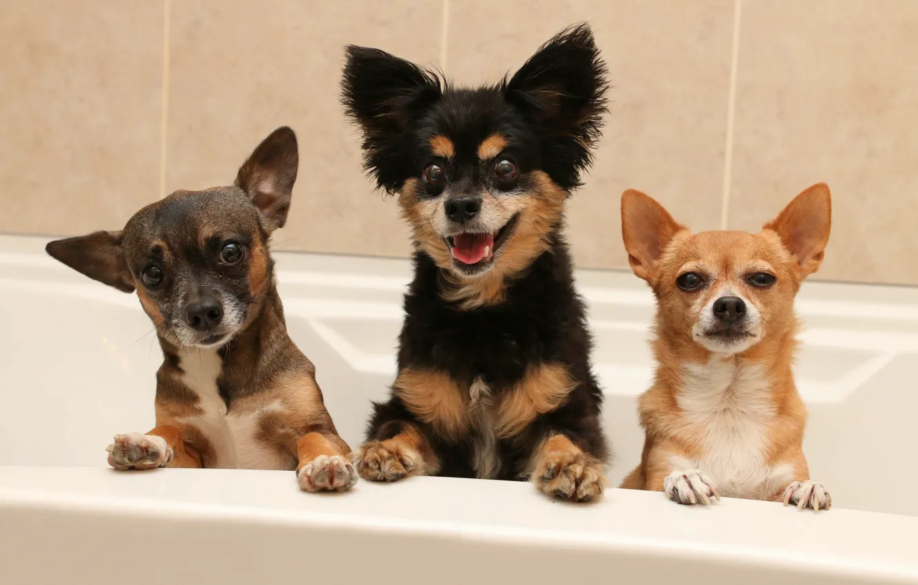 Photo wallpaper dogs, bath, trio, faces, Chihuahua, Trinity, doggie