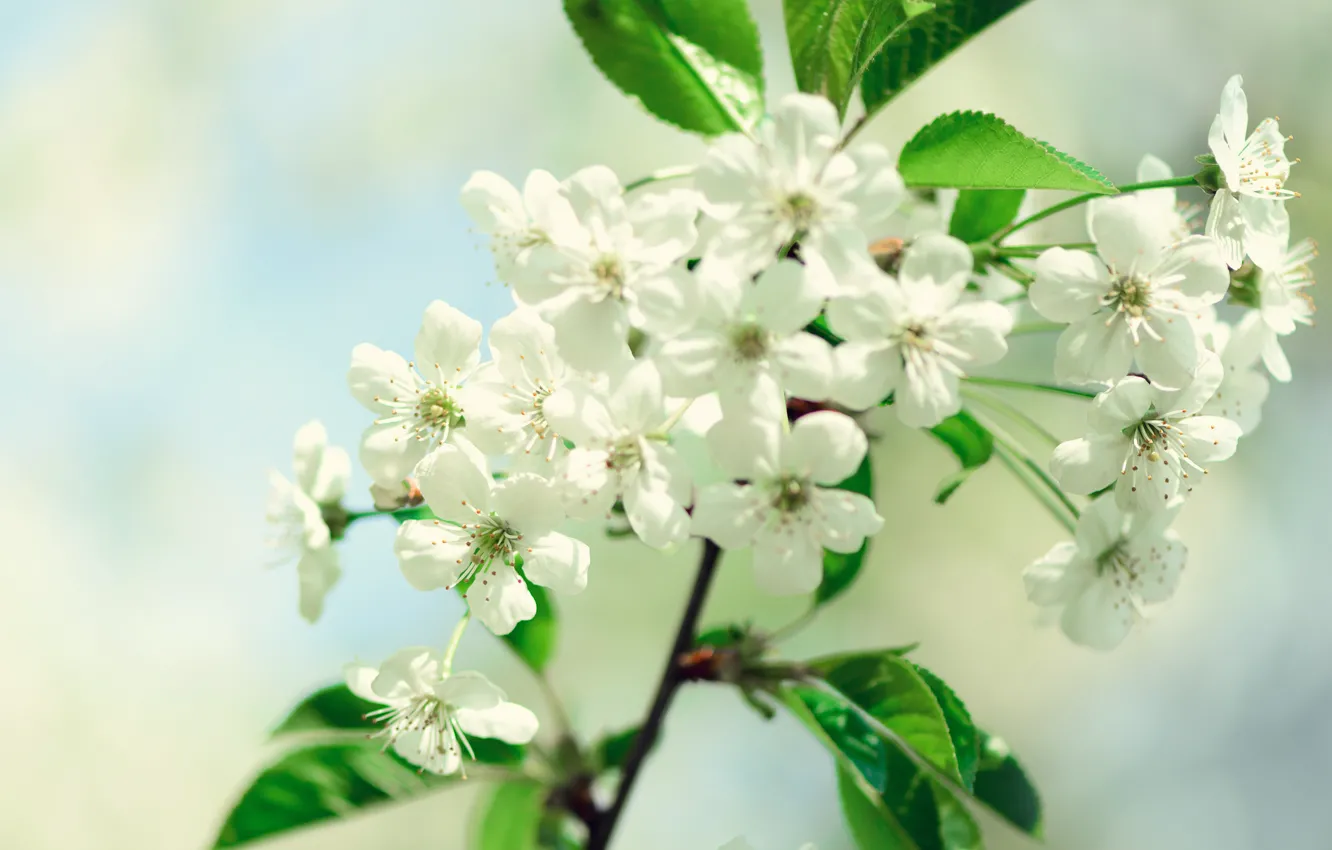 Photo wallpaper flowers, nature, background, tree, branch, spring, Apple, flowering
