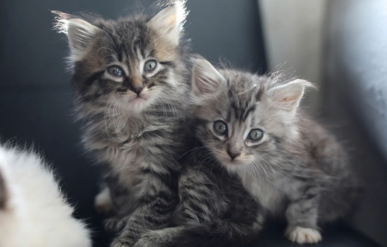 Photo wallpaper kittens, kids, a couple, two kittens