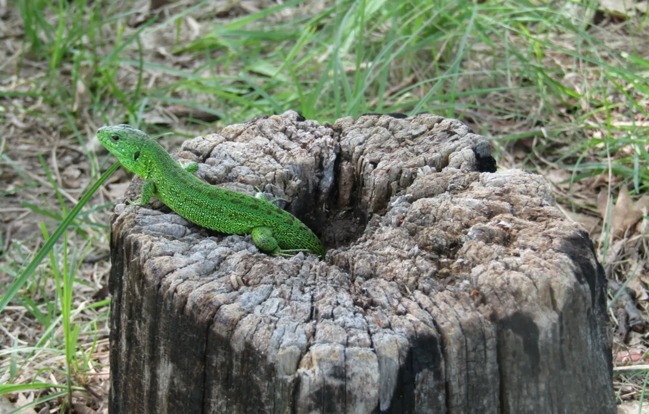 Photo wallpaper nature, green, background, lizard, reptile, amphibian