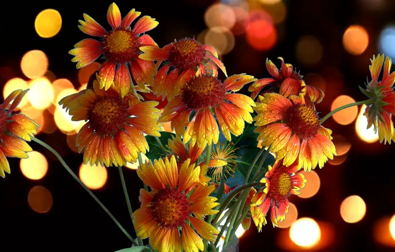 Photo wallpaper flowers, bouquet, Gaylardiya