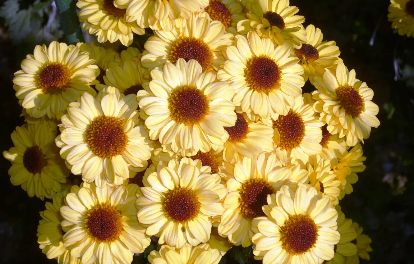 Photo wallpaper yellow, beauty, chrysanthemum