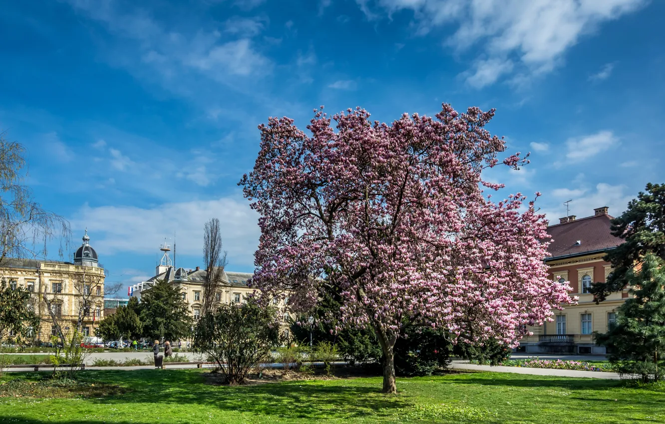 Photo wallpaper Croatia, Magnolia, flowering trees, Croatia, flowering trees, Zagreb