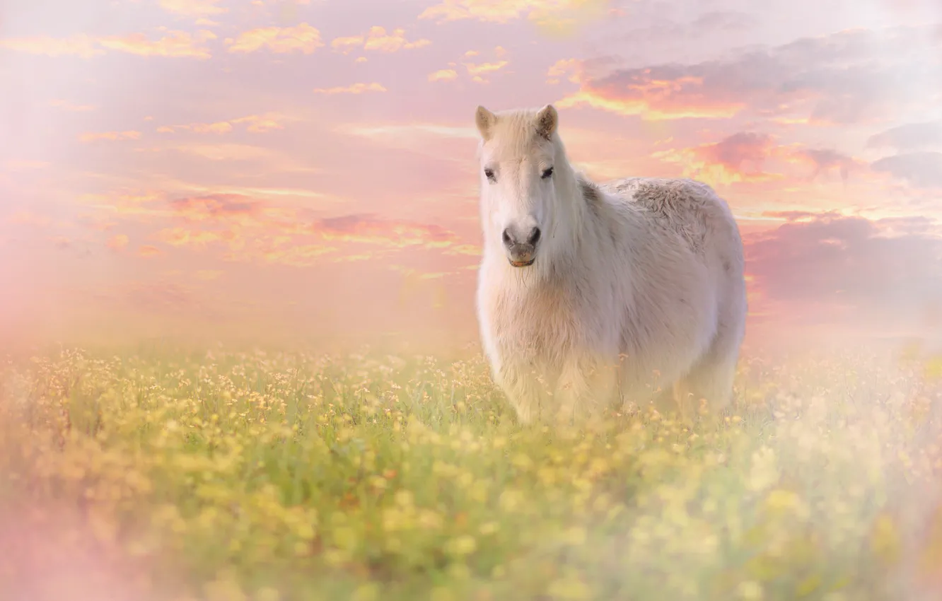 Photo wallpaper field, white, summer, the sky, look, face, clouds, light
