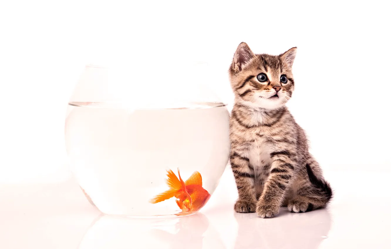 Photo wallpaper kitty, aquarium, fish