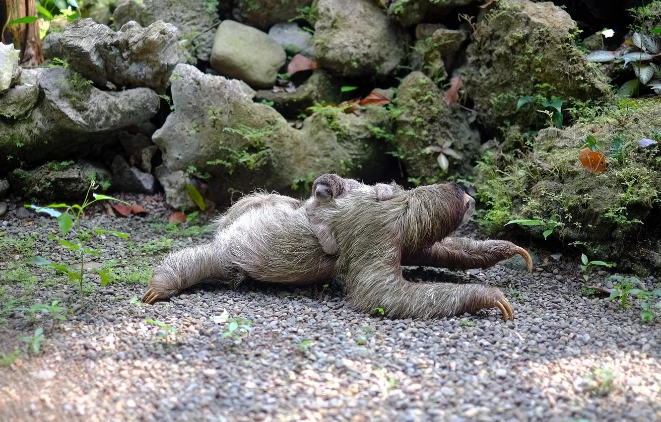 Photo wallpaper stones, plant, moss, sloth, cub, gravel