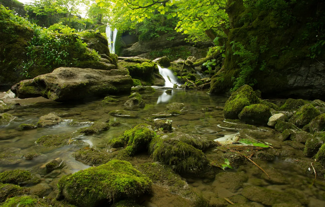 Photo wallpaper forest, trees, stream, stones, thickets, moss