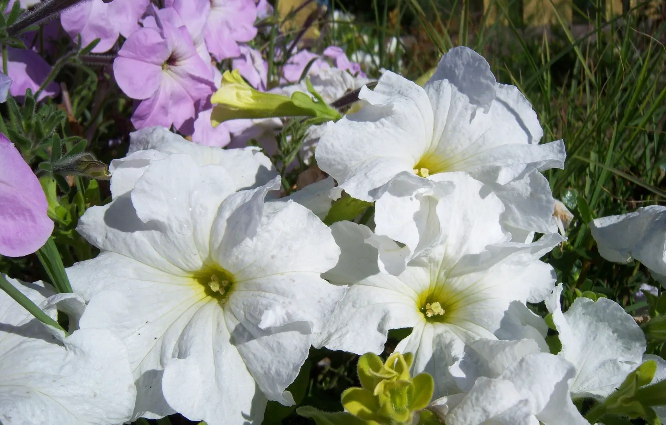 Photo wallpaper white, flowerbed, Petunia, Meduzanol ©
