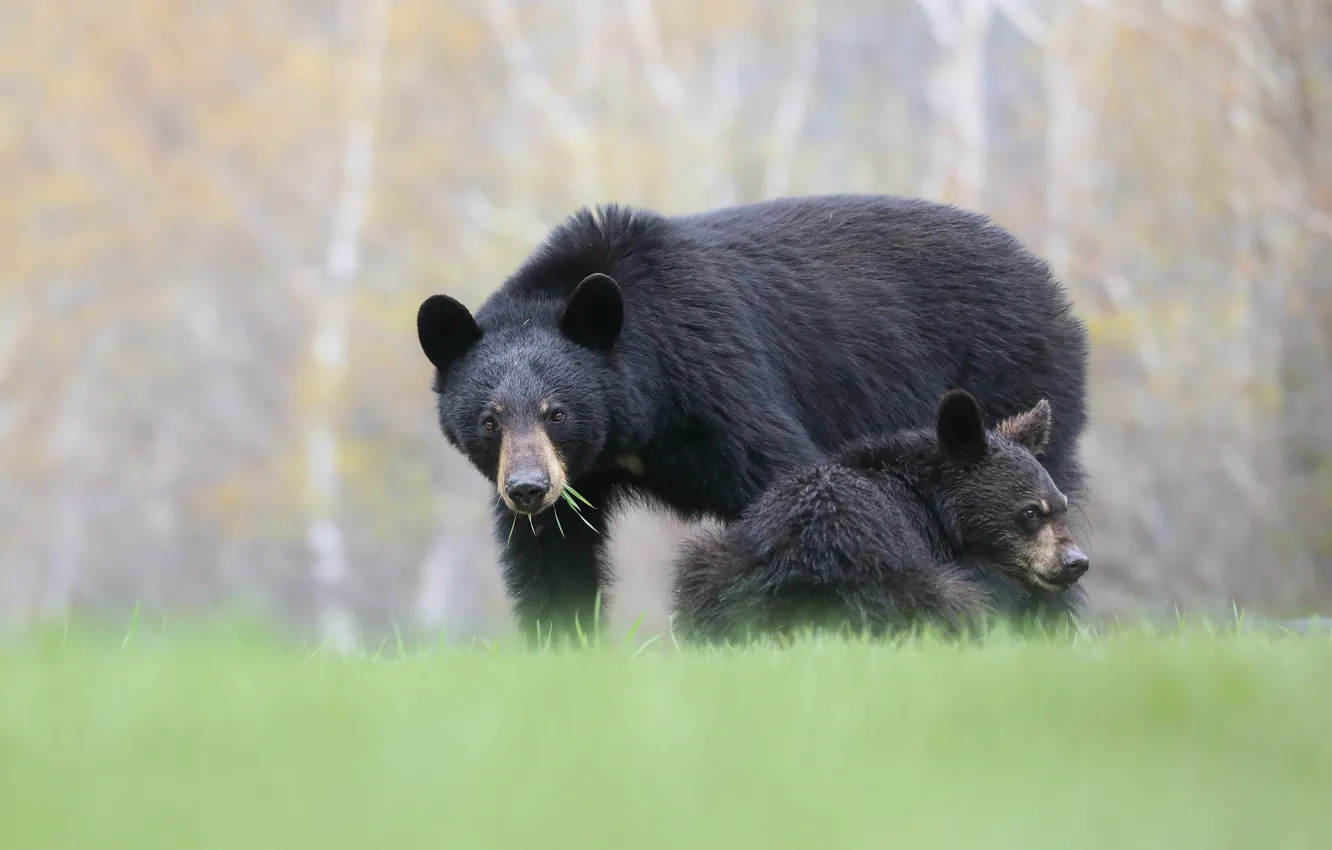 Photo wallpaper grass, look, face, background, two, baby, bear, bear