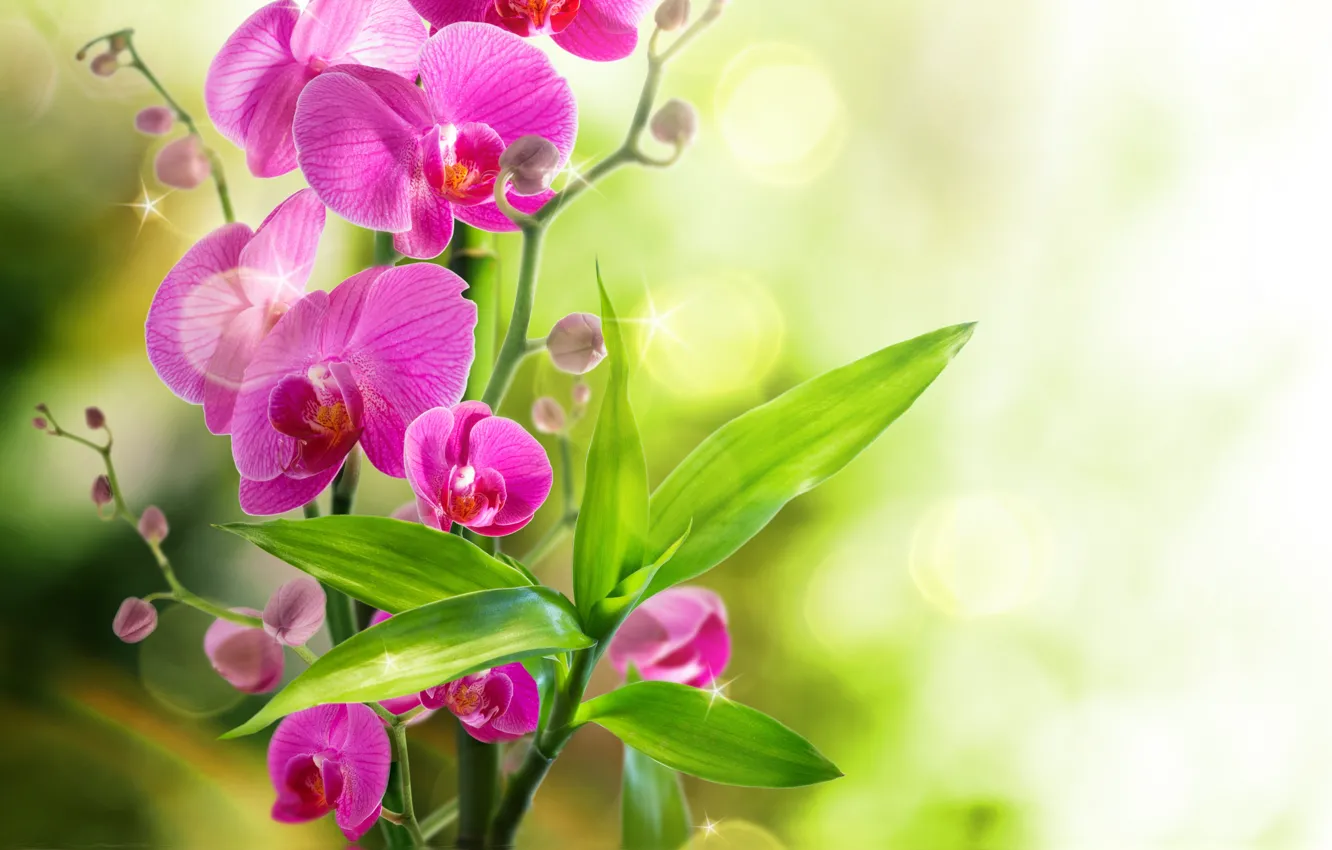Photo wallpaper Orchid, water, flowers, orchid, reflection, bloom