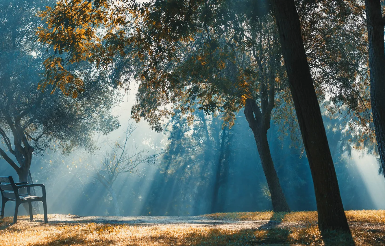Photo wallpaper Park, morning, bench