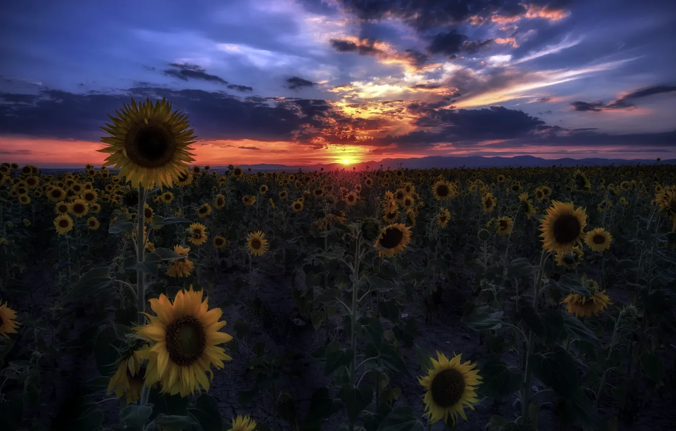 Photo wallpaper summer, sunflowers, sunset