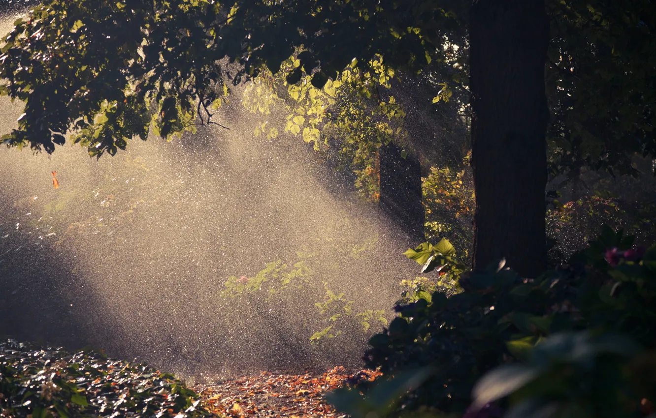 Photo wallpaper autumn, drops, light, nature, rain, tree, foliage