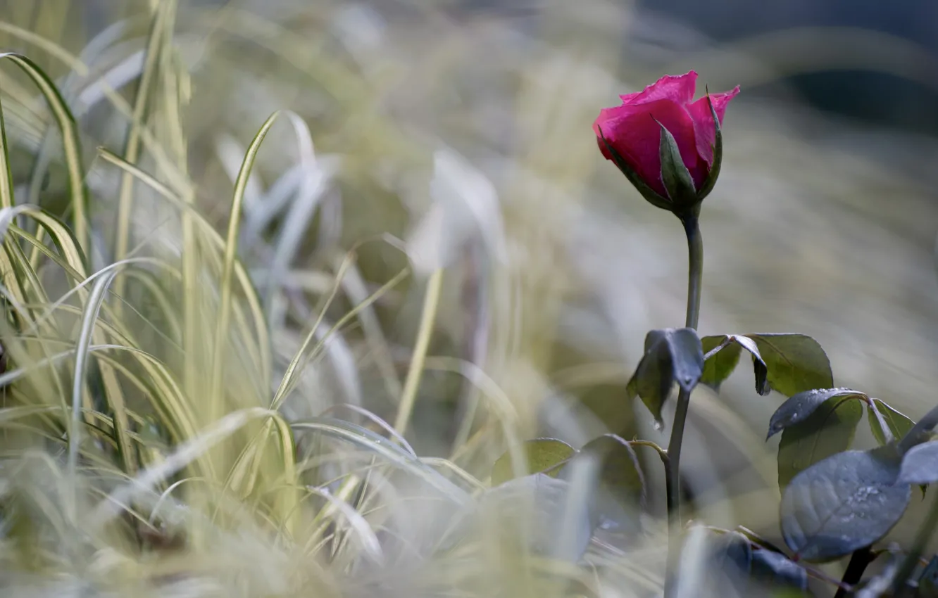 Photo wallpaper flower, grass, macro, nature, rose