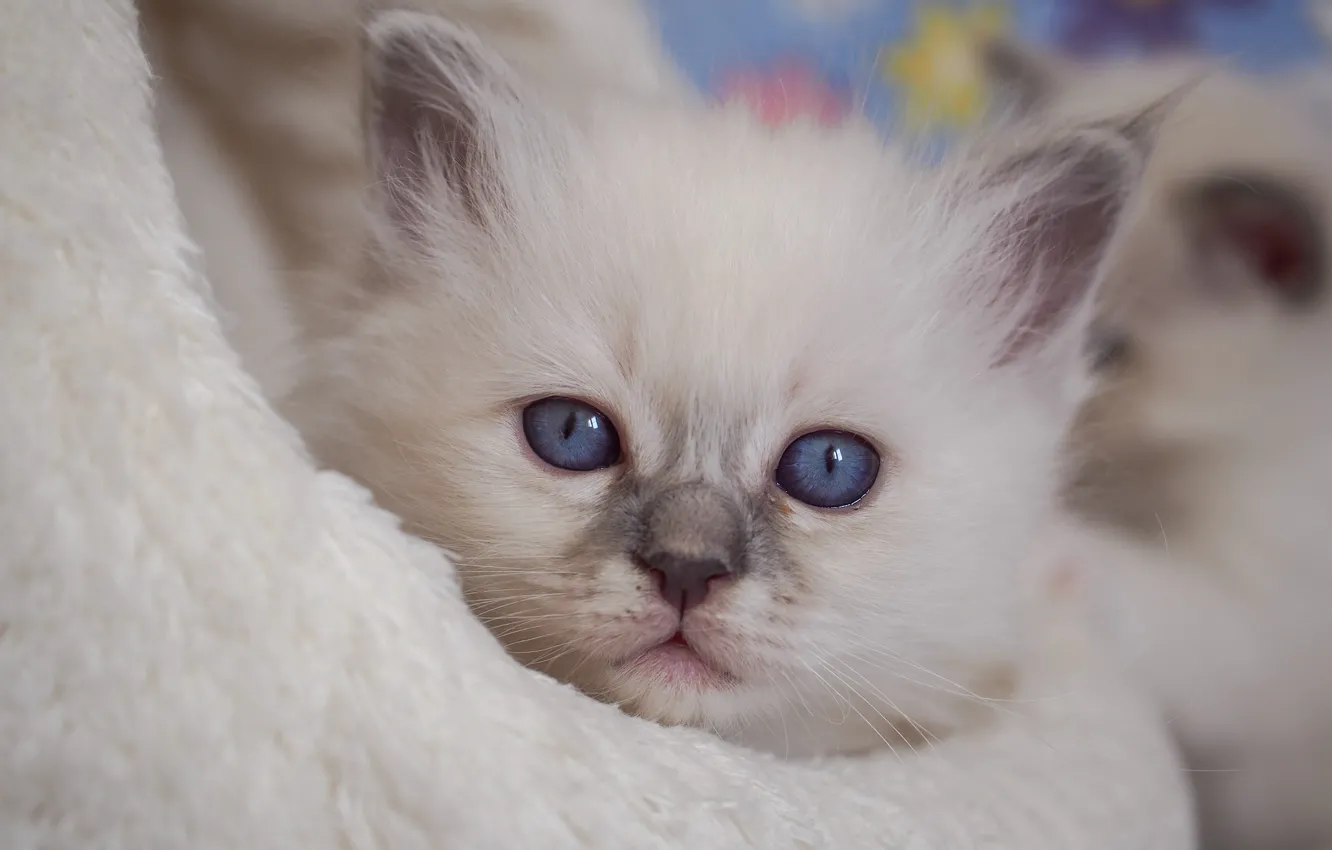 Photo wallpaper look, muzzle, kitty, blue eyes, Ragdoll