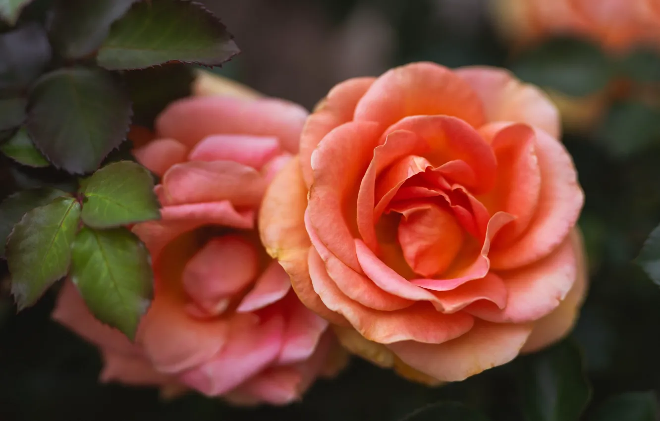 Photo wallpaper macro, orange, roses