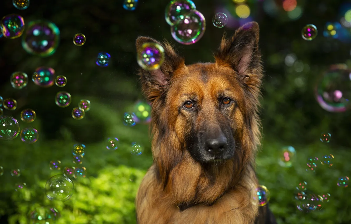 Photo wallpaper look, nature, dog, bubbles, face, German shepherd