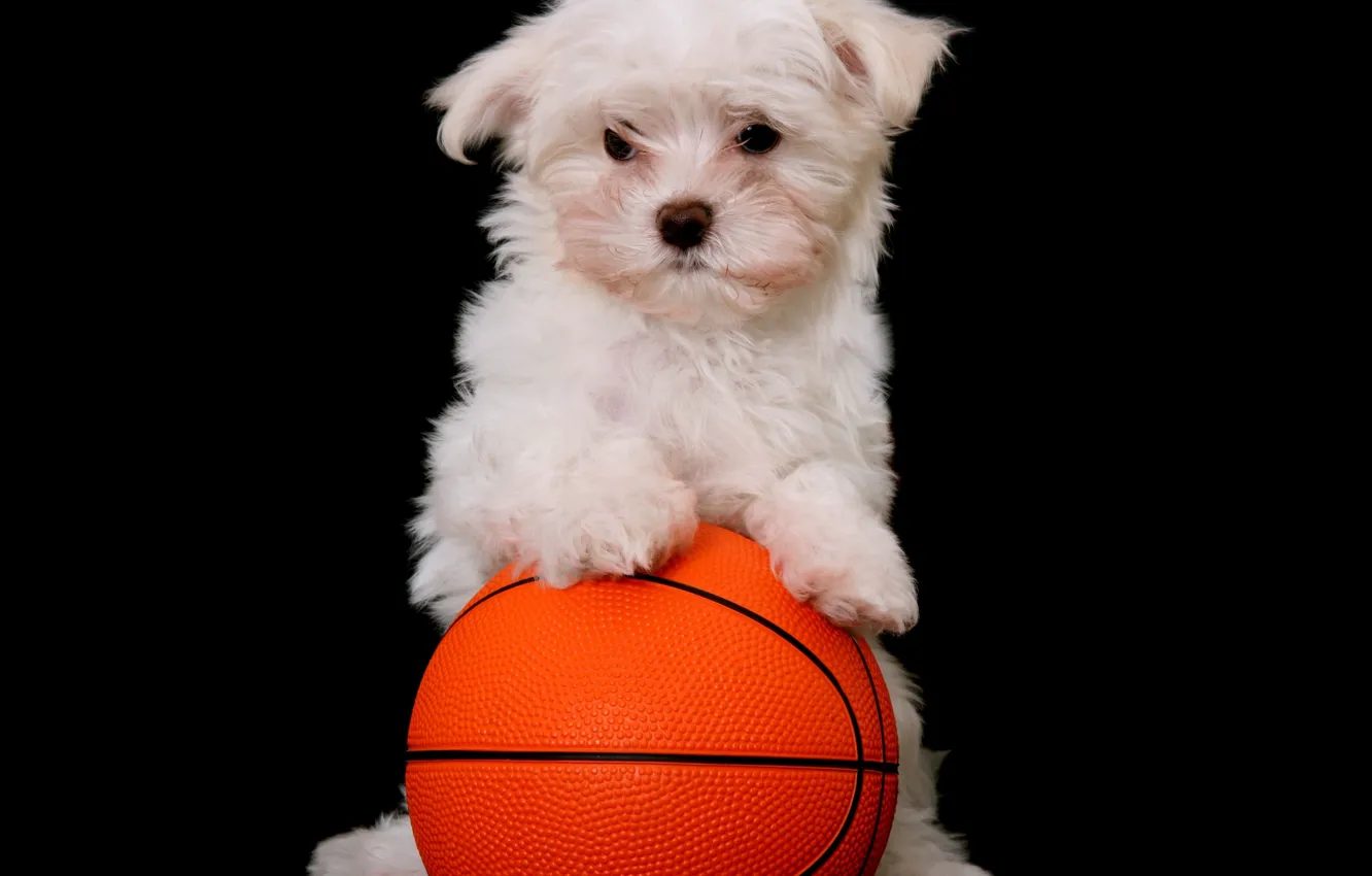 Photo wallpaper the ball, dog, puppy