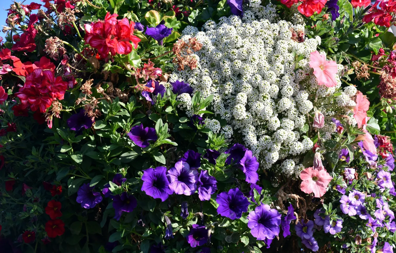 Photo wallpaper flowers, flowerbed, Petunia