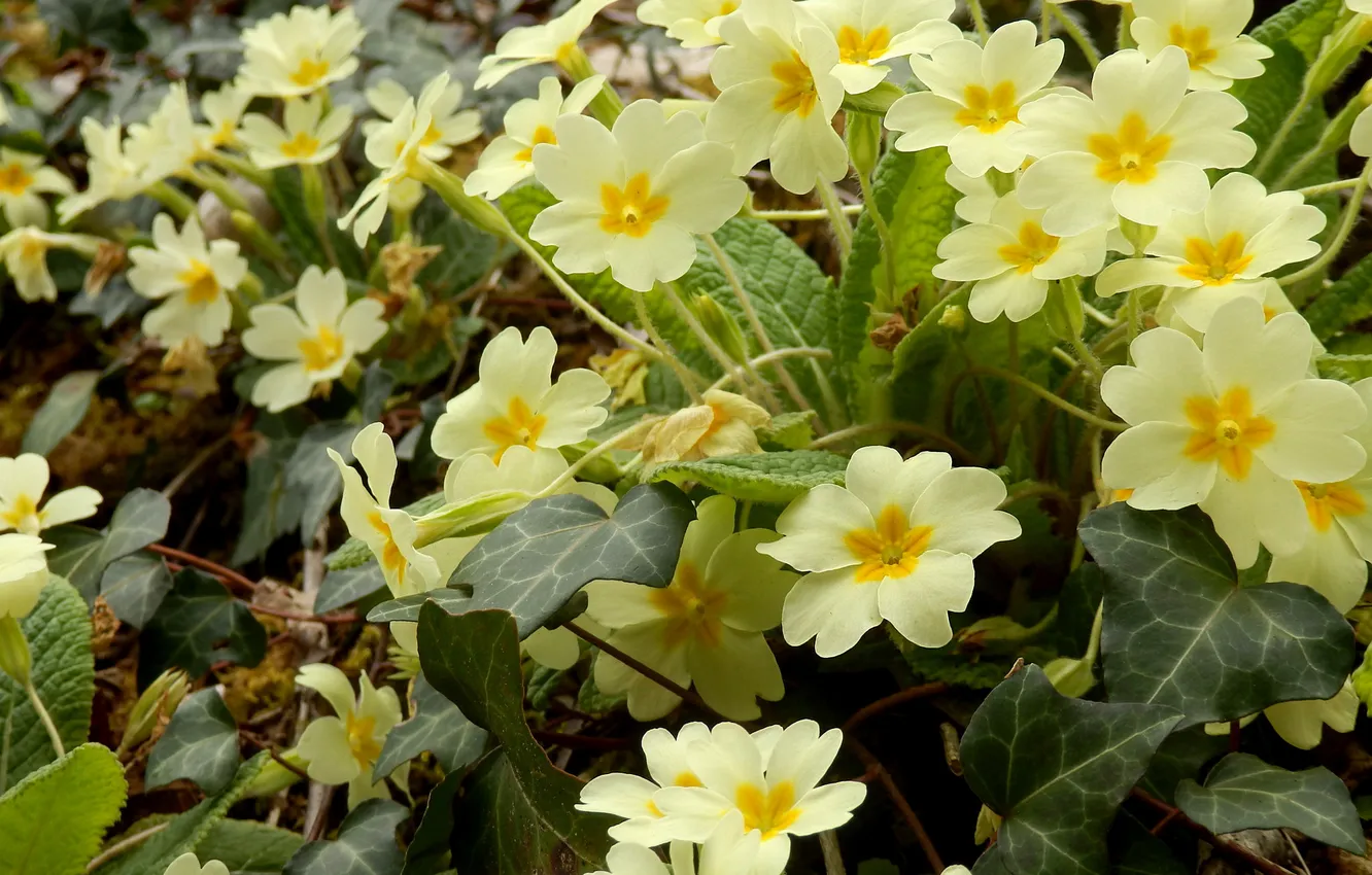 Photo wallpaper flowers, glade, spring, Primula