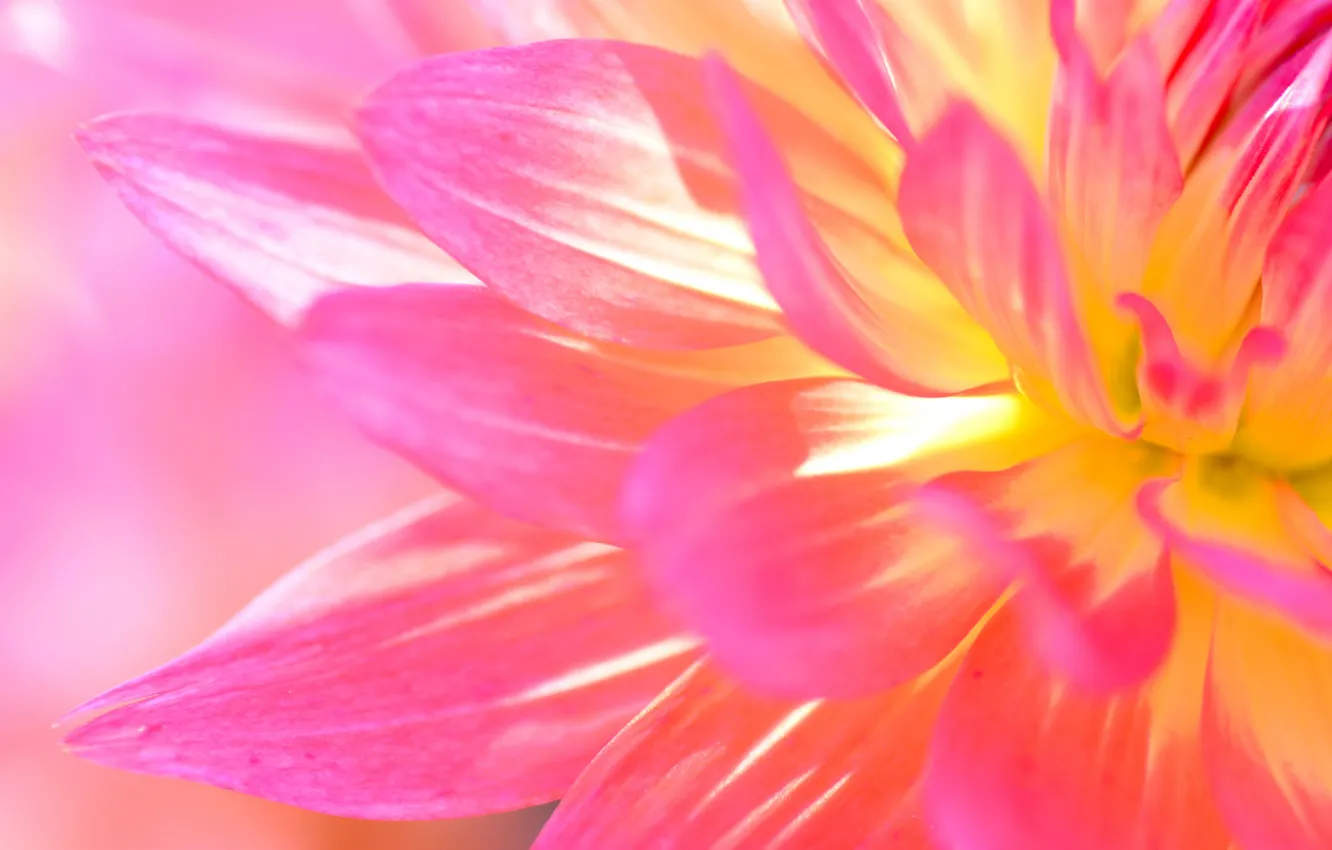 Photo wallpaper flowers, nature, plant, petals