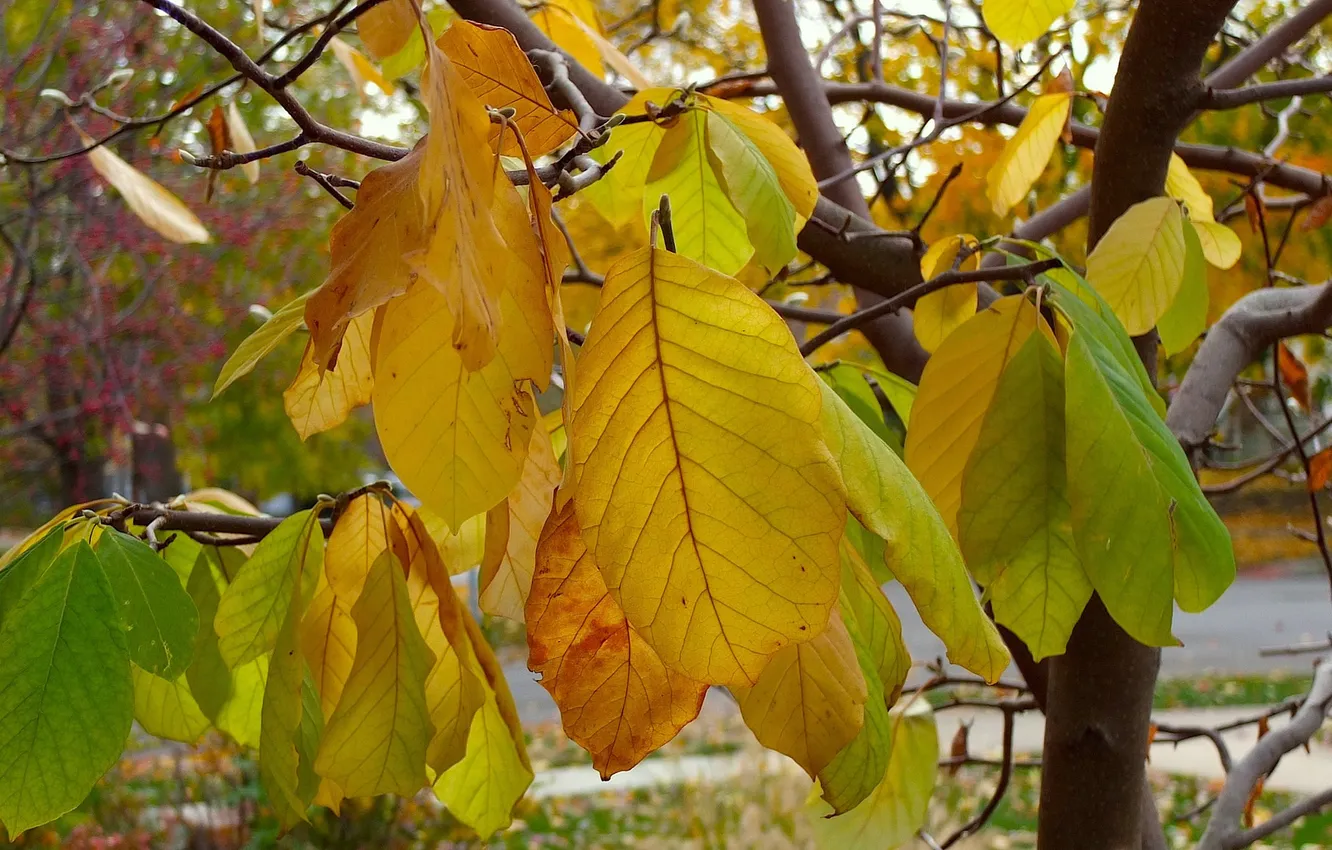 Photo wallpaper autumn, leaves, trees