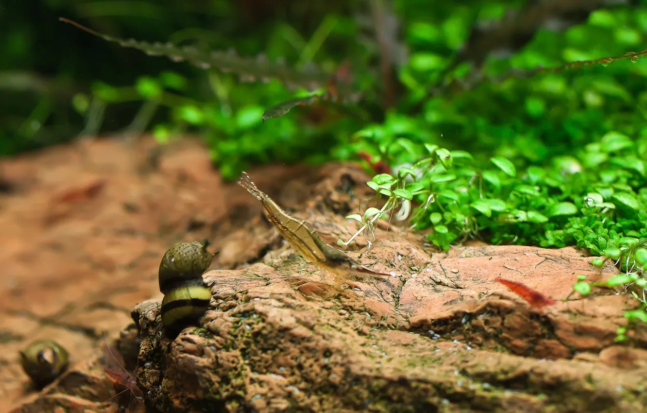 Photo wallpaper macro, aquarium, shrimp, crustaceans