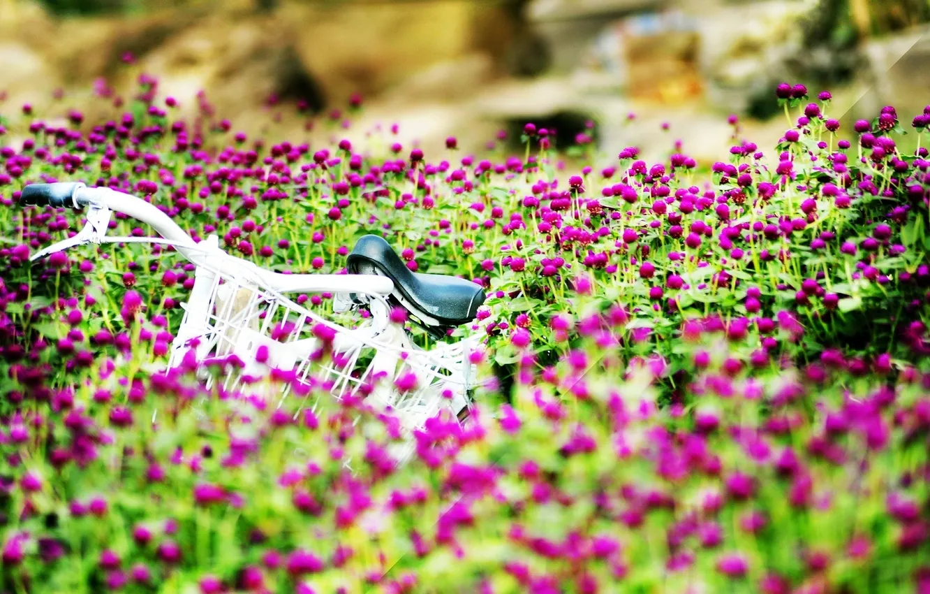 Photo wallpaper summer, flowers, bike, background, mood, Wallpaper, beautiful, wallpaper