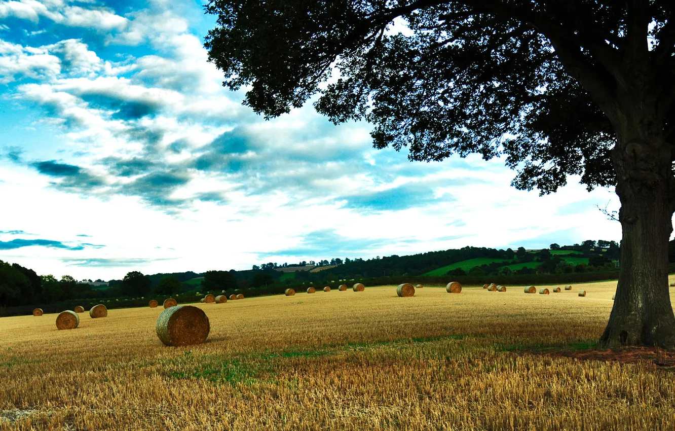 Photo wallpaper wheat, field, autumn, grass, trees, photo, tree, landscapes