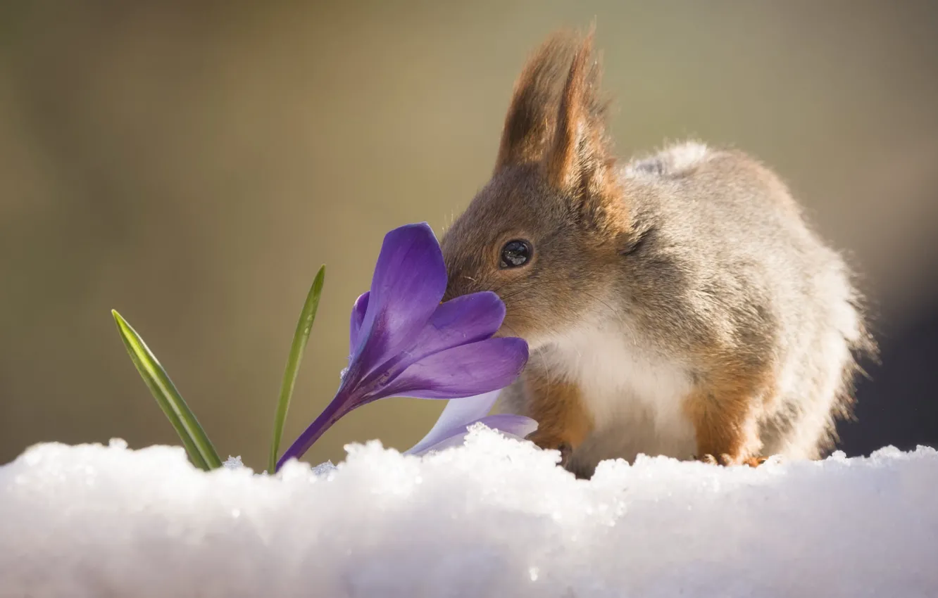 Photo wallpaper look, snow, flowers, spring, protein, crocuses, face, the smell