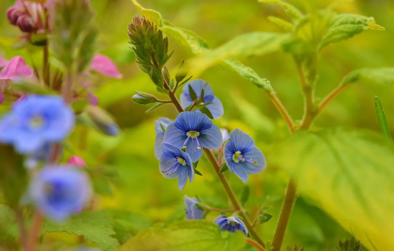 Photo wallpaper Spring, Spring, Blue flowers, Blue flowers