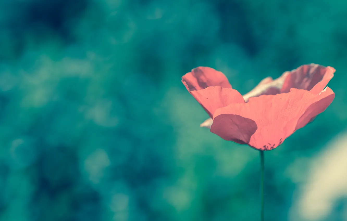 Photo wallpaper field, summer, flowers, red, nature, green, Mac