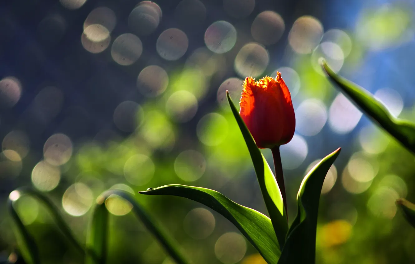 Photo wallpaper flower, macro, background, Tulip