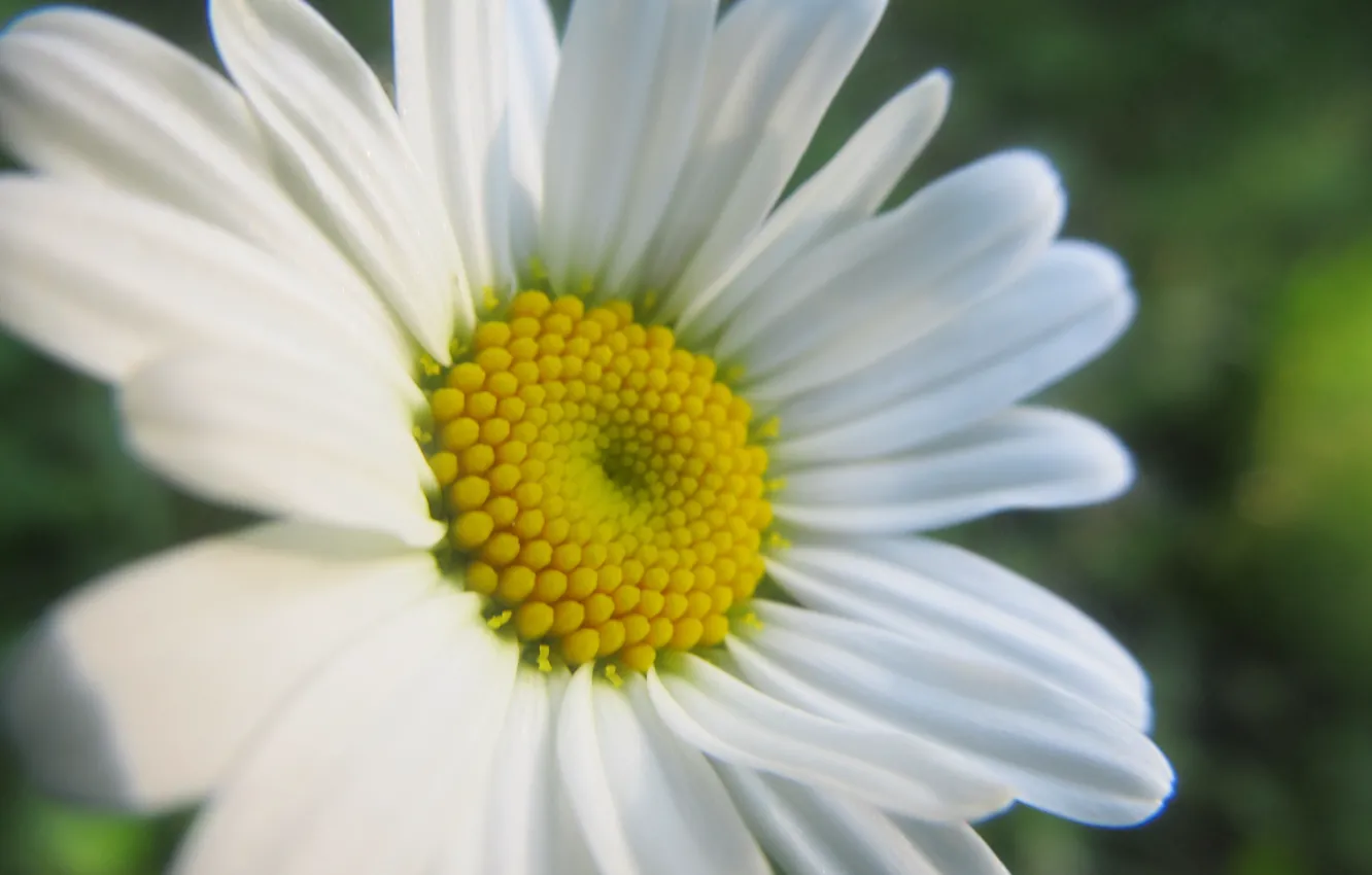 Photo wallpaper macro, flowers, chamomile
