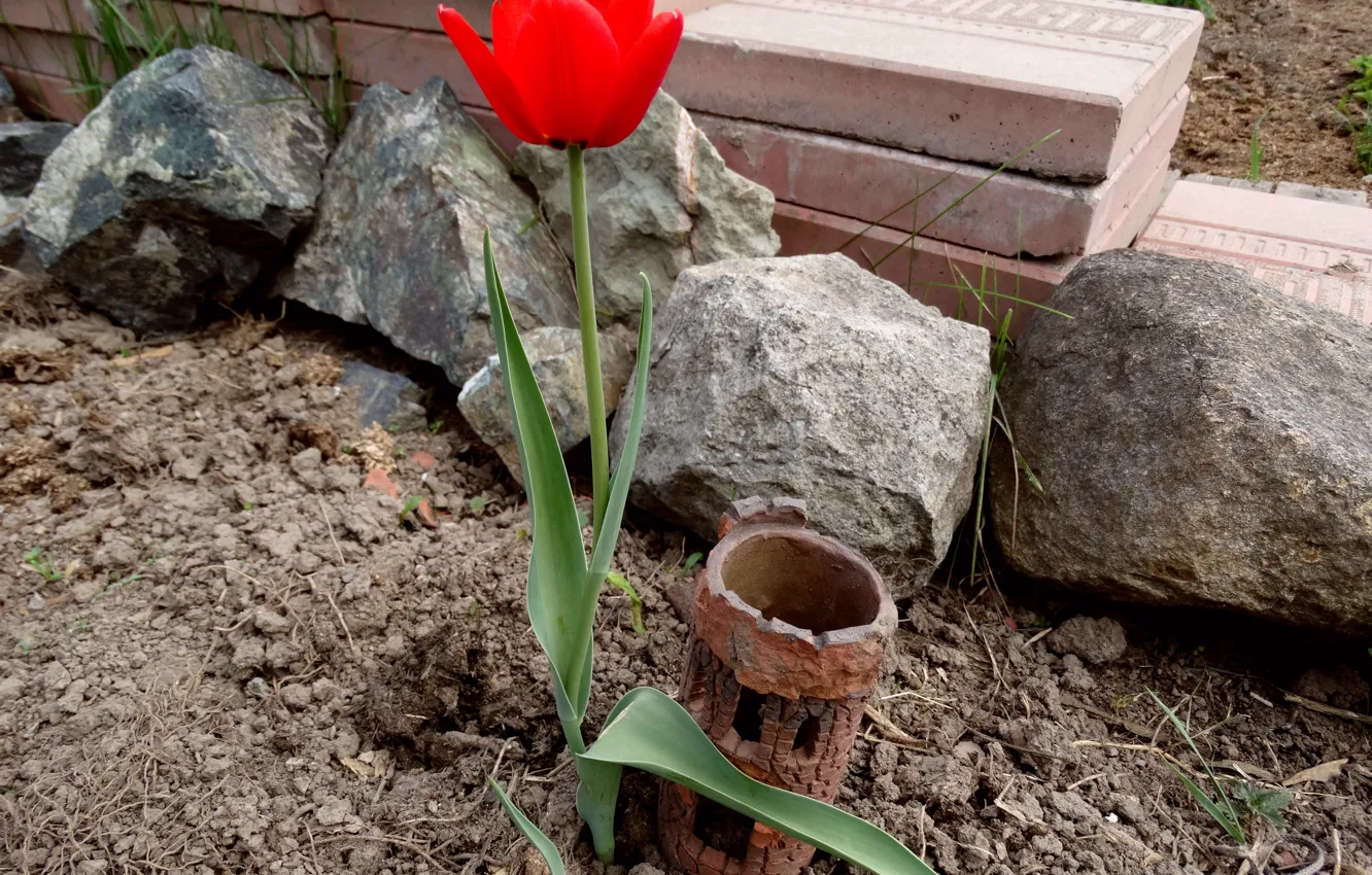 Photo wallpaper flowers, tulips, red tulips