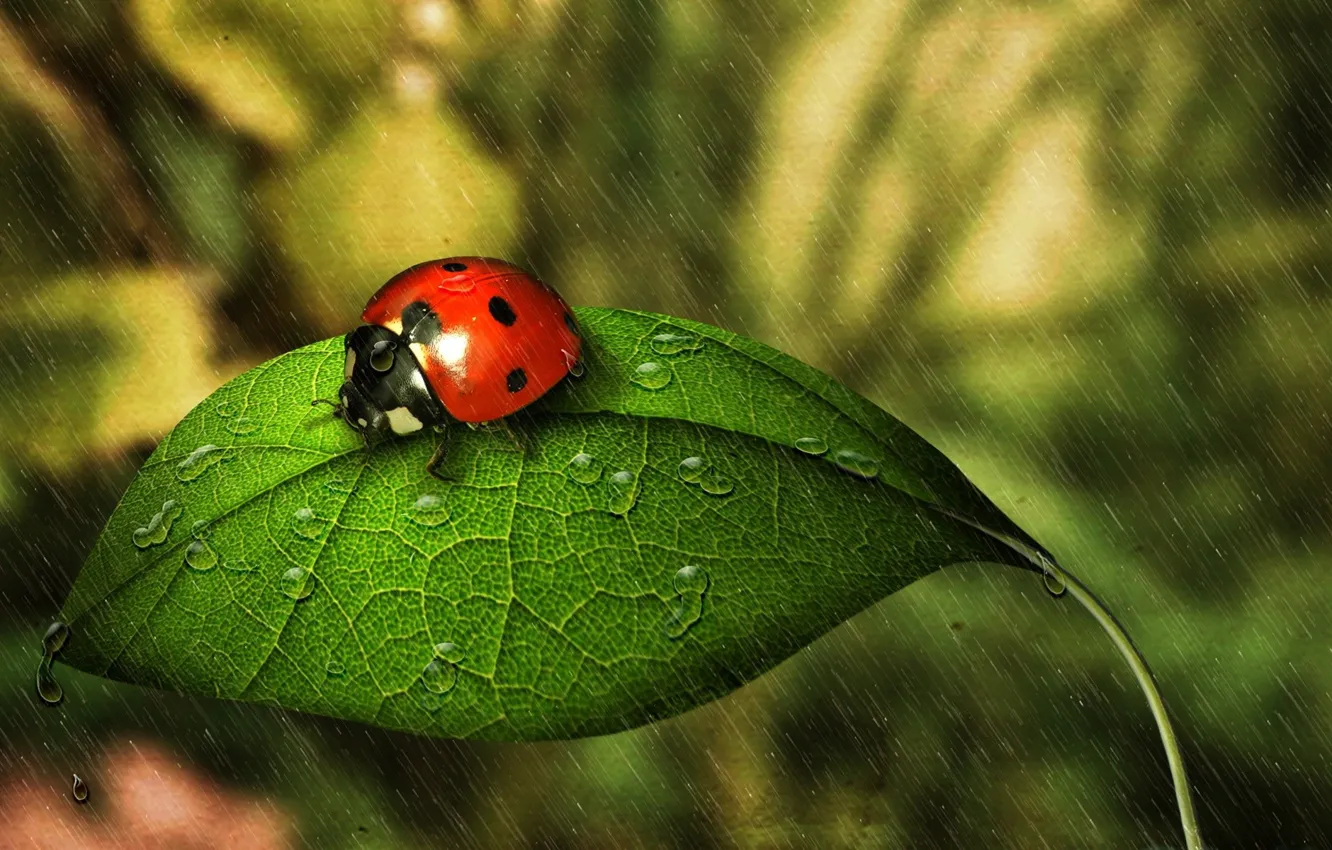 Photo wallpaper rain, ladybug, insect, rain, water drops, water drops, ladybug, insect