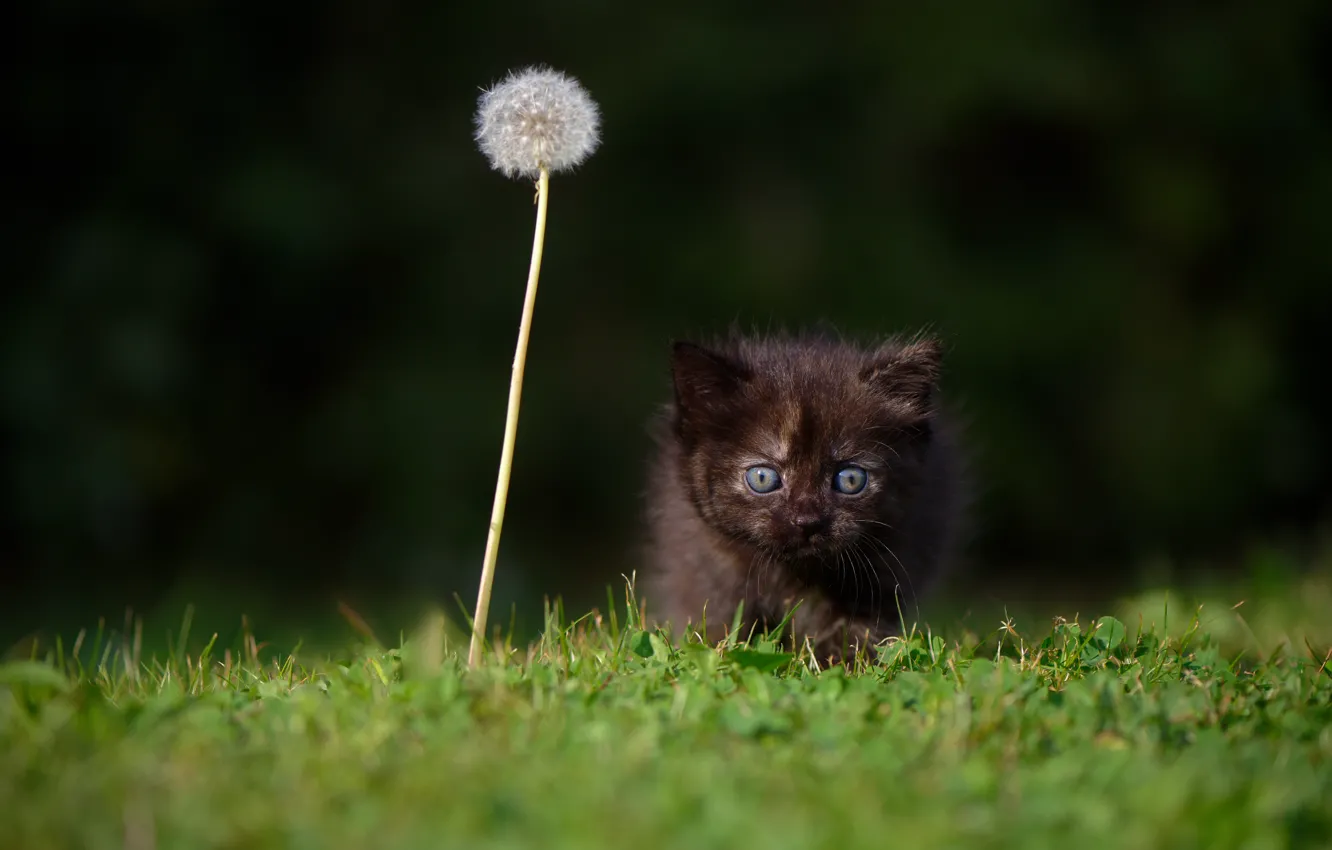 Photo wallpaper cat, nature, dandelion