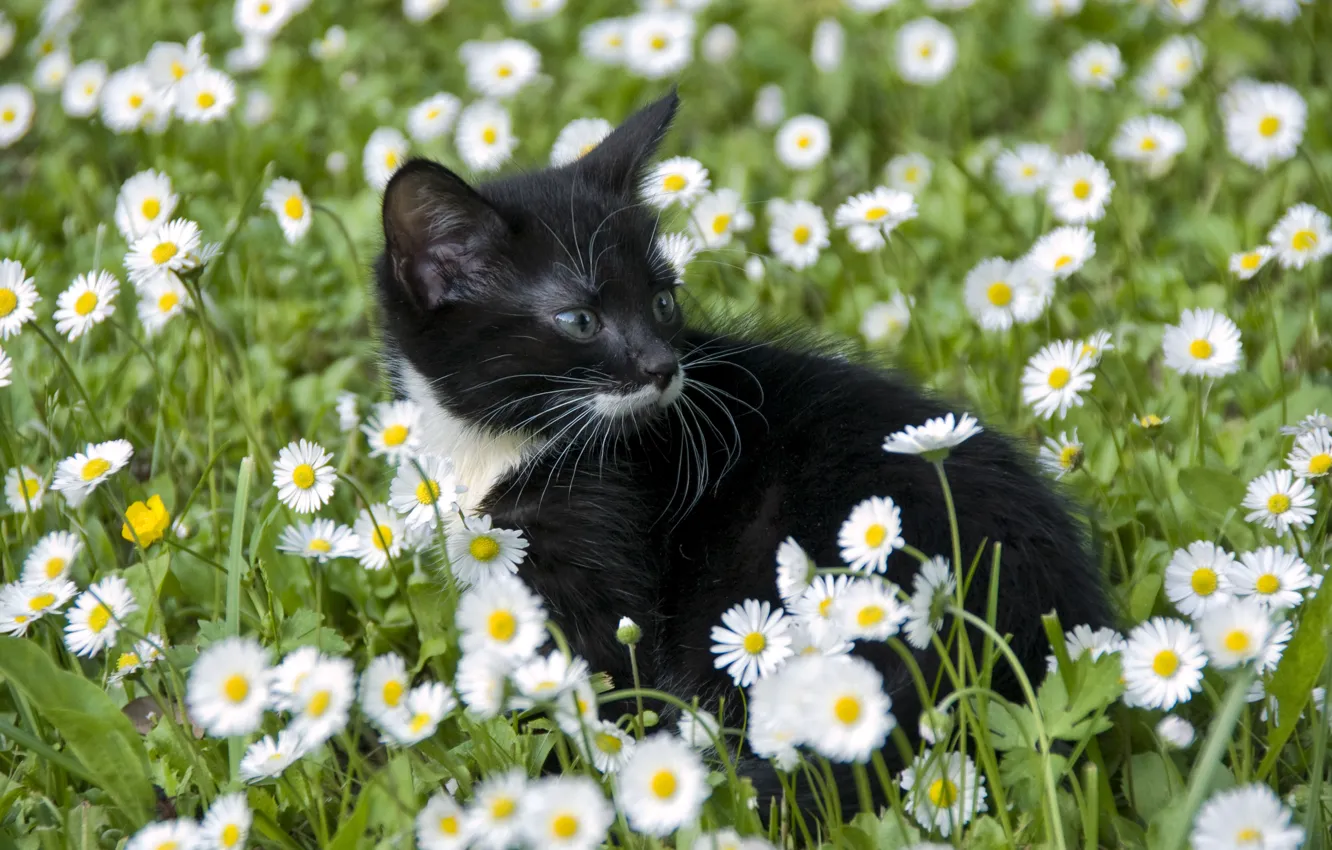 Photo wallpaper cat, flowers, chamomile, cub, kitty