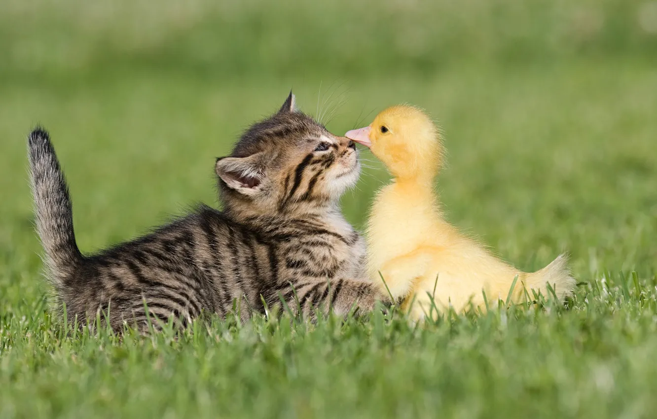 Photo wallpaper grass, friendship, kitty, duck