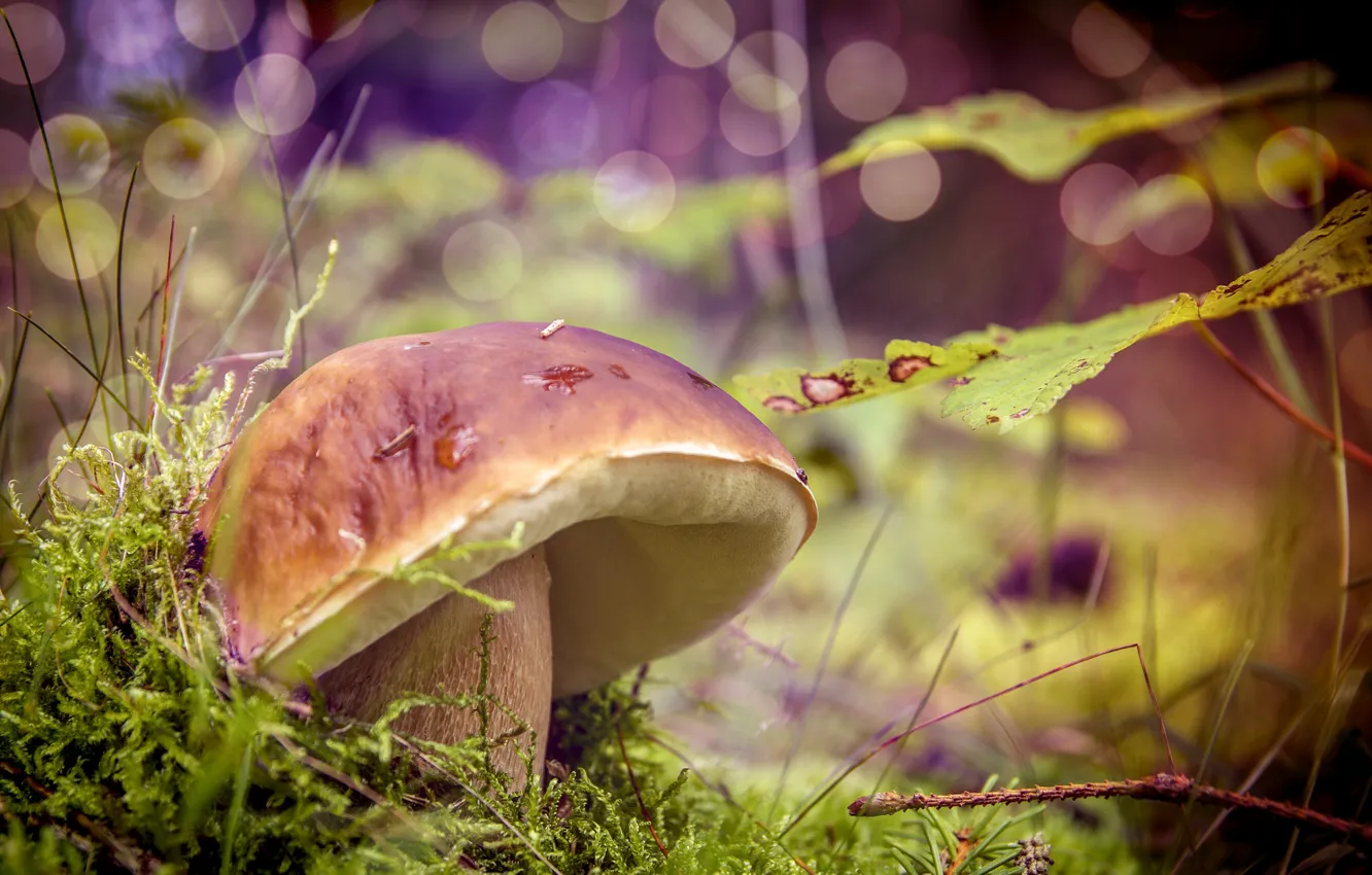Photo wallpaper forest, nature, mushrooms, weed