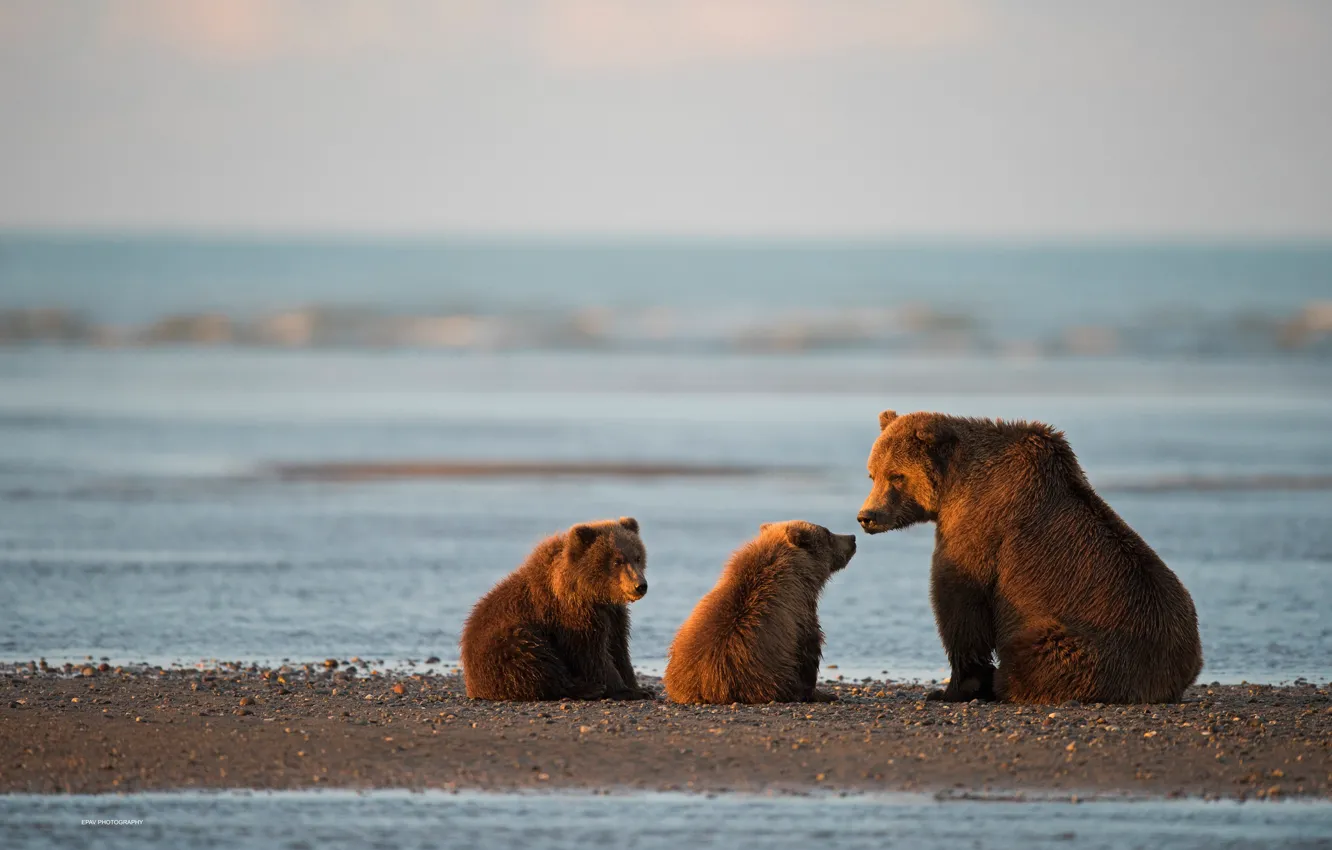 Photo wallpaper bears, Alaska, bears, bear, cubs, Cook Inlet, National Park and preserve lake Clark