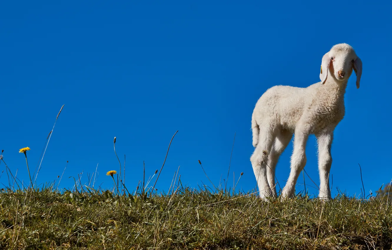 Photo wallpaper grass, blue, glade, spring, baby, white, lamb, sheep