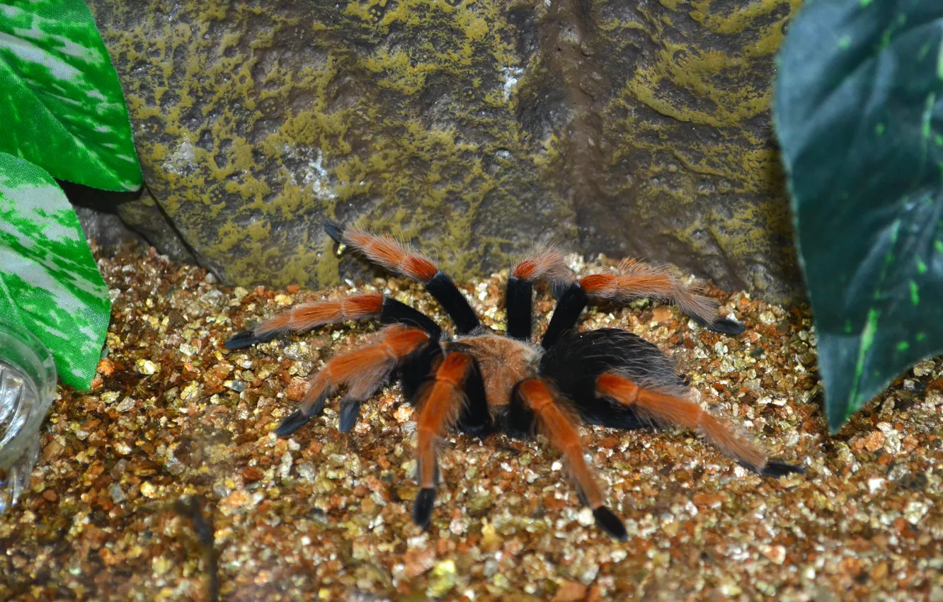 Photo wallpaper spider, insect, tarantula