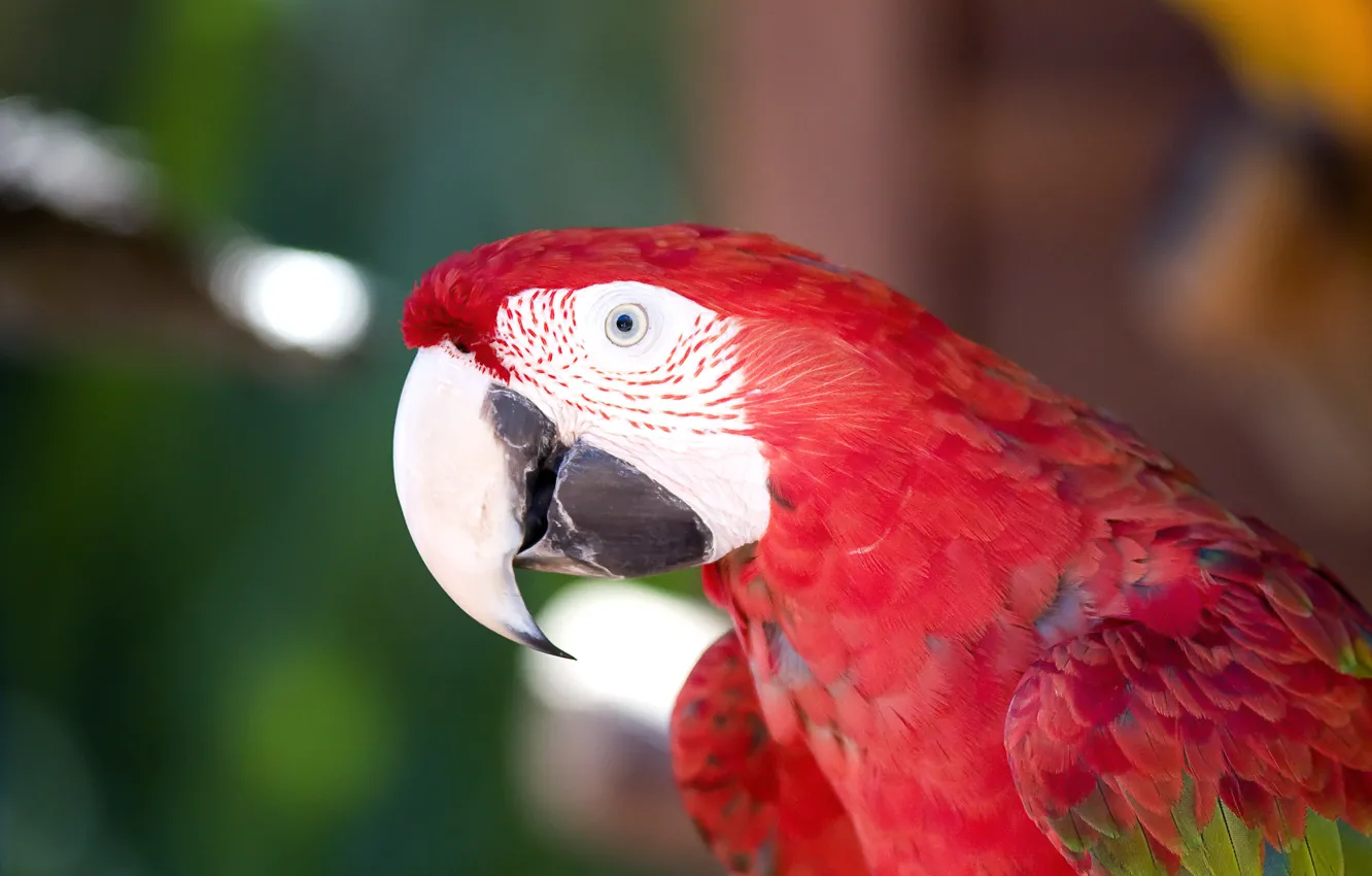 Photo wallpaper red, bird, feathers, beak, Parrot, Ara