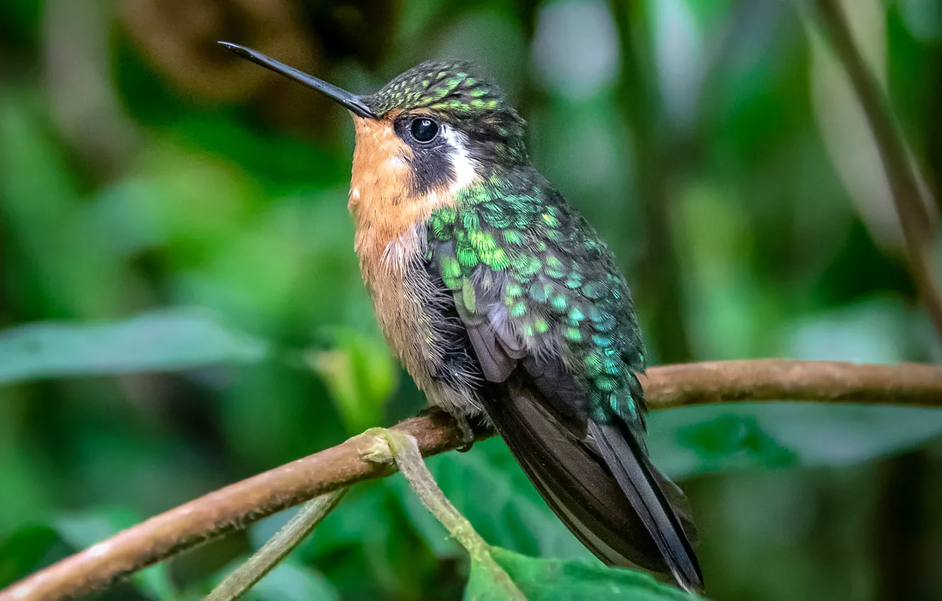 Photo wallpaper bird, feathers, beak, Hummingbird, baby